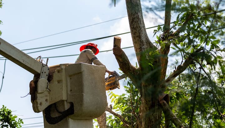 A professional in a bucket truck uses a chainsaw to cut limbs from a Minnetonka, MN tree.