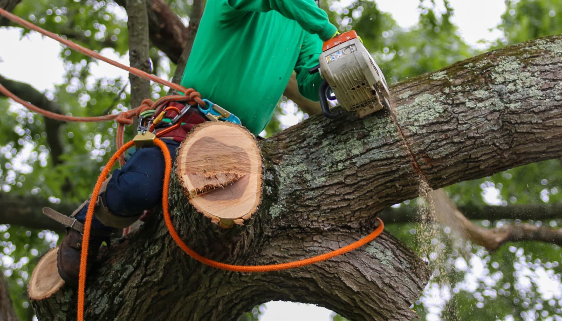 A tree removal expert uses a harness for safety while cutting a tree in a Minnetonka, MN yard.