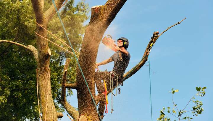 An expert tree removal technician cuts the limb off a tree on a Minnetonka, MN property.