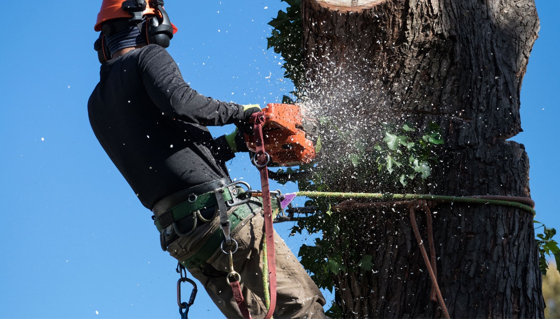A professional tree removal expert removes a tree trunk from a Minnetonka, MN yard.